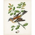 thumbnail image 3 of Unknown 12x14 Black Modern Framed Museum Art Print Titled - Antique Bird-Botanical and Egg II, 3 of 5