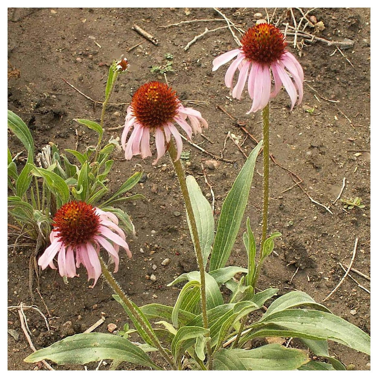 Everwilde Farms - 1 lb Narrow Leaf Purple Coneflower Native Wildflower Seeds - Gold Vault Bulk Seed Packet