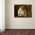 thumbnail image 4 of Trademark Fine Art "Smiling Squirrel" Canvas Art by Lois Bryan, 4 of 4
