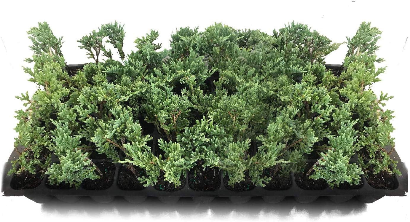 Juniper Blue Rug Ground Cover Starter Plant, Lot of 2