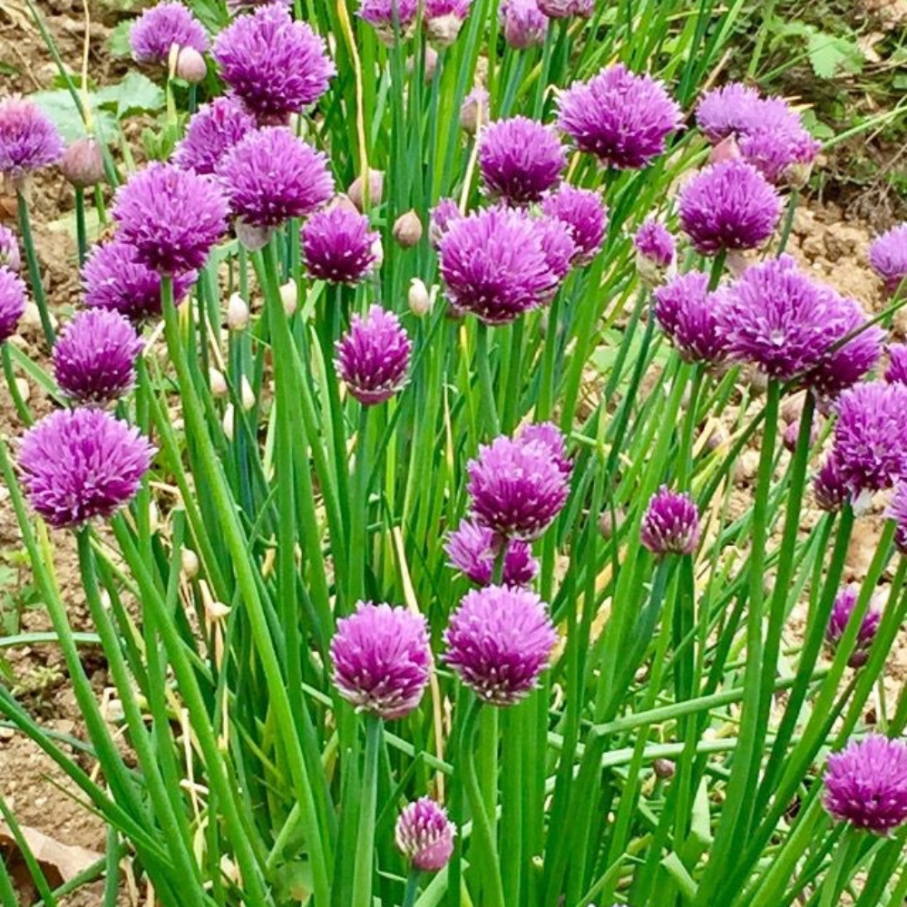 Set 10 Mature Chive Plants Live, Hardy Garlic Chives Live for Indoor Outdoor Garden, 3-5 Inch