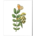 thumbnail image 4 of Great Art Now Greenery Butterflies by Wild Apple Portfolio 4 Piece Canvas Art Set Each 12W x 15H, 4 of 5