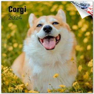 International Corgi Day - June 4, 2024