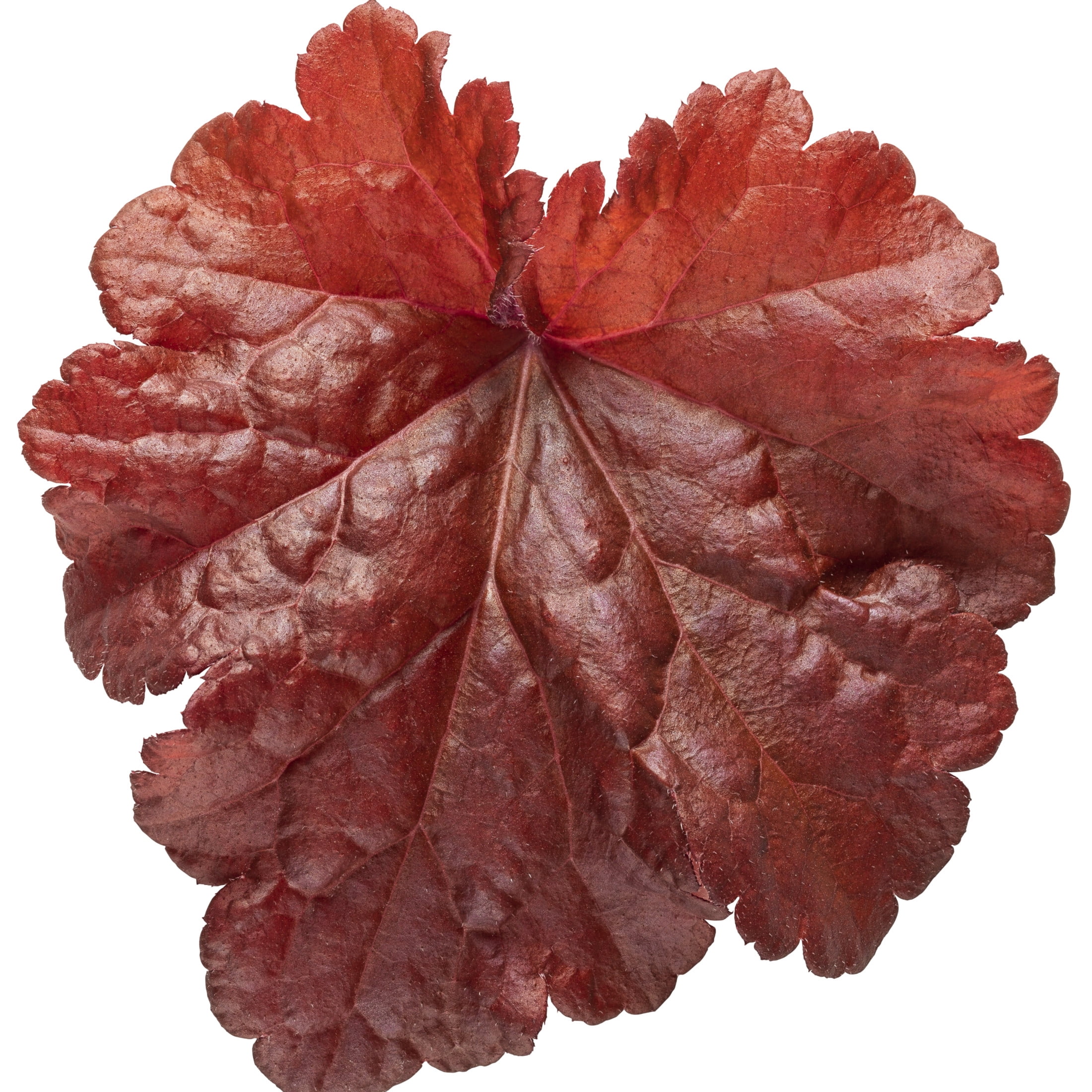 Proven Winners 6" Red Primo 'Mahogany Monster' Coral Bells Live Plant in 6.5" Pot