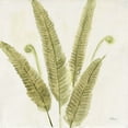thumbnail image 3 of Gango Home Decor Cottage Forest Ferns I & II by Albena Hristova (Ready to Hang); Two 16x16in Hand-Stretched Canvases, 3 of 5