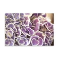 thumbnail image 2 of Gango Home Decor Violet Hydrangea by Karyn Millet (Printed on Paper); One 36x24in Fine Art Paper Giclee Print, 2 of 4