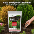 thumbnail image 6 of ASTEVORA Evergreen Fertilizer – All-Purpose Granular Plant Food for Outdoor Trees and Shrubs, Azaleas, Magnolias, Pines & Arborvitae – Slow-Release Formula (1 Quart), 6 of 9