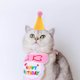 thumbnail image 4 of BRIGHTFUFU 10Ud Sombreros De Cumpleaños Para Mascotas Pequeñas Con Material Y Cómodo, 4 of 6