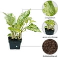 thumbnail image 2 of 12 Pack Live Marble Queen Pothos, Indoor Potted Houseplant, Housewarming Gift for The First Home, Variegated Plant, Plant Mom Dad Gift, Sympathy Gift, Thank You Gift in 3" Pot, 2 of 5