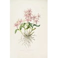 thumbnail image 2 of Withers, Augusta 11x14 Black Ornate Wood Framed with Double Matting Museum Art Print Titled - Orchid, Barkeria Spectabilis, 2 of 4