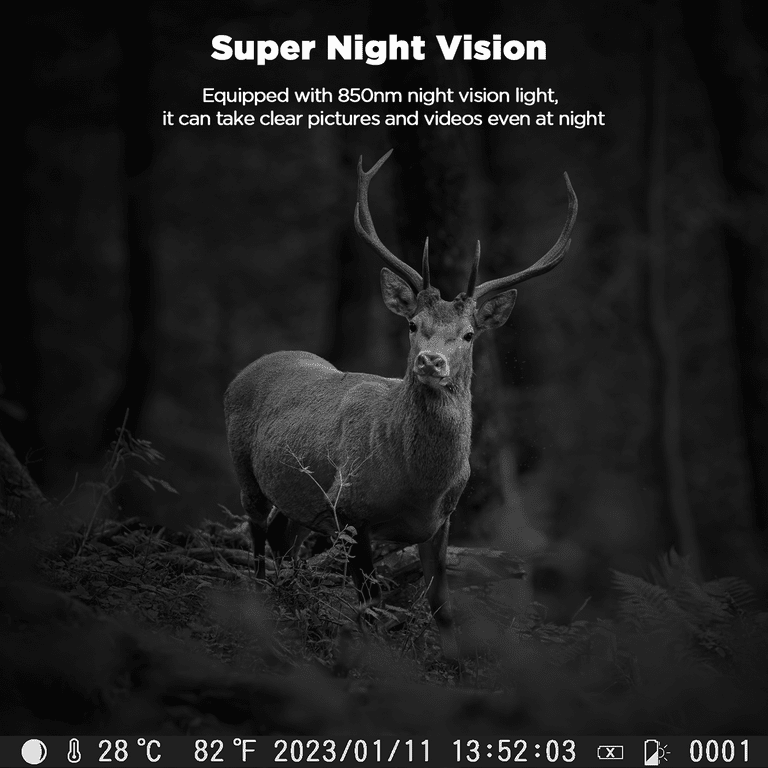 Deer Vision At Night