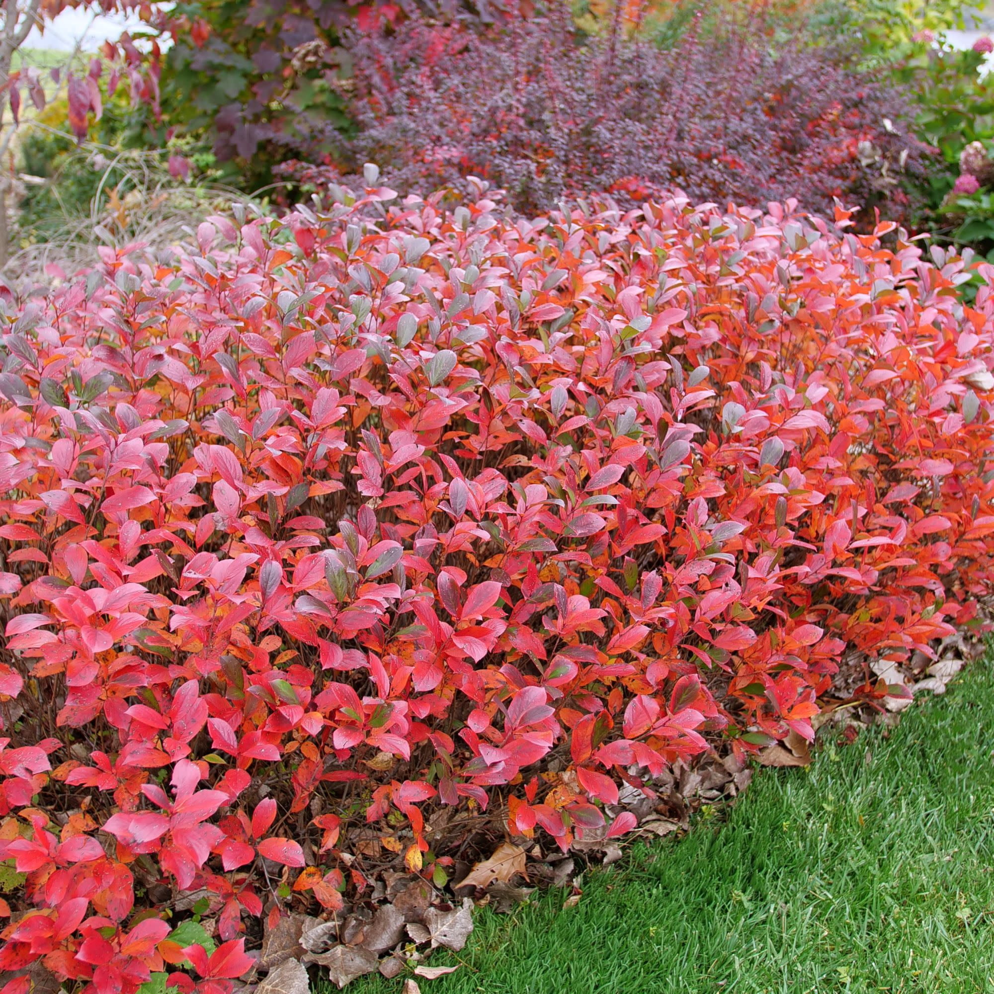 Proven Winners ColorChoice 5" White Low Scape Mound Aronia Live Plant in 4.5" Pot (4 Count)