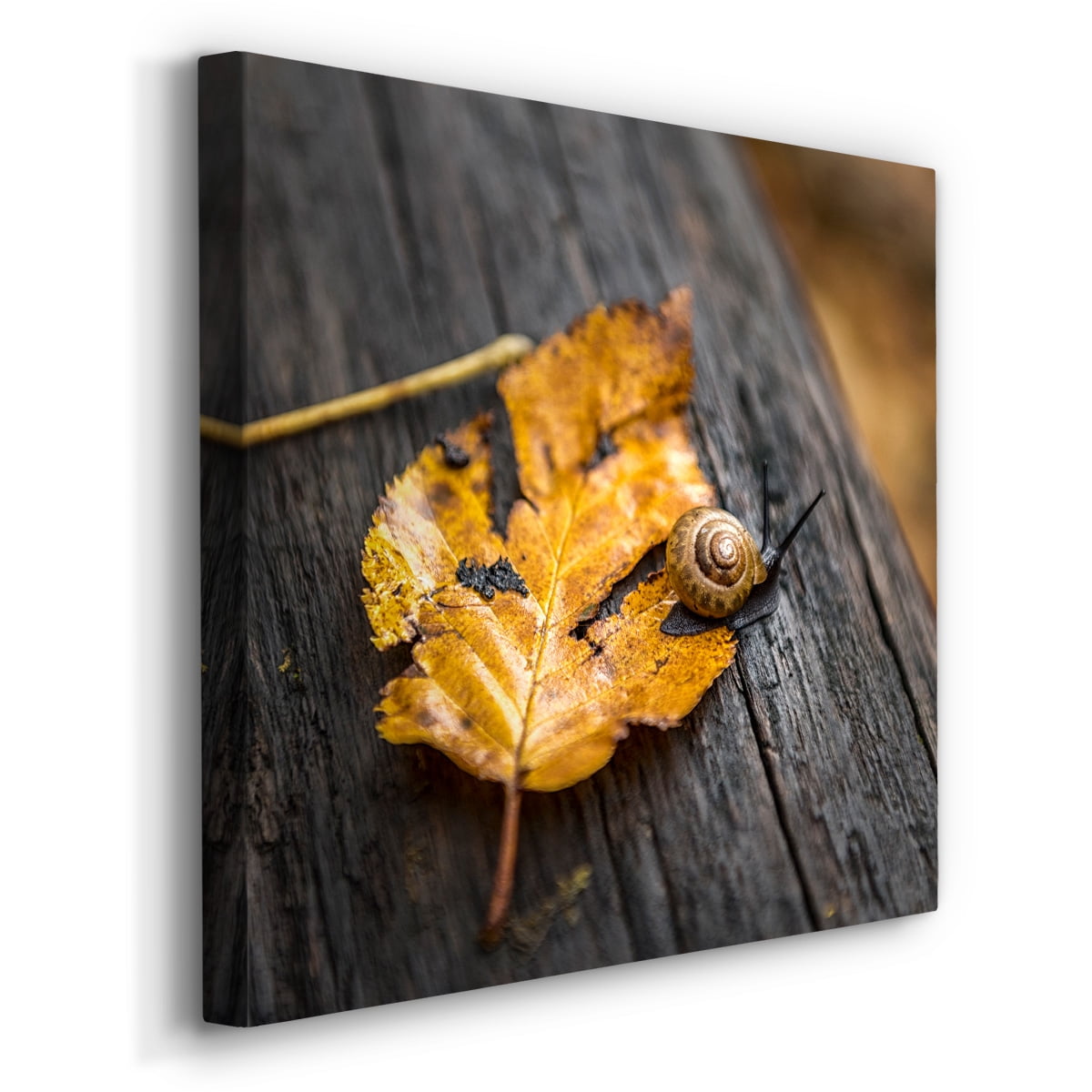 Wexford Home Snail's Pace-Premium Gallery Wrapped Canvas, 16" x 16" - Ready to Hang