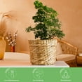 thumbnail image 6 of American Plant Exchange Dwarf Ming Aralia Tree, Live Bonsai Houseplant, 6-Inch Pot, Elegant Foliage, 6 of 7