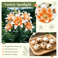 thumbnail image 3 of Lily Bulbs,Low Maintenance - Easy Grow - Ideal For Beds Borders, Plant Pots & Planters, 3 of 5