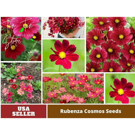50  Seeds| Rubenza' Cosmos Seeds Flower Seeds For Planting In The Garden [BUY 3 GET 1 FREE] #L010