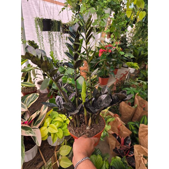 6 inch Pot - Black ZZ plant Indoor Plant- Get one like the picture
