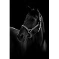 thumbnail image 2 of T, Yuya 11x14 White Modern Wood Framed Museum Art Print Titled - Horse, 2 of 4