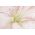 thumbnail image 3 of Murdock, Ramona 24x17 Black Modern Framed Museum Art Print Titled - Lily Centered, 3 of 5