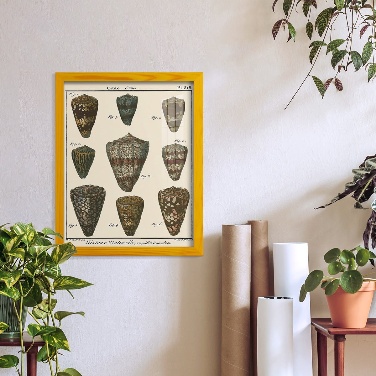 Cone Shell pl. 318 -Framed Print w/glass-Sunflower Yellow
