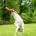thumbnail image 3 of Pet Toy Cute Bite-resistant Teething Training Pet Squeak Toy Dog Chew Toy, 3 of 5
