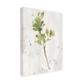 thumbnail image 2 of June Erica Vess 'Antique Earthtone Herbs I' Canvas Art, 2 of 3