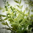 thumbnail image 2 of Sullivans Artificial Fern Twig Nest Mini Wreath 16"H Green, 2 of 4