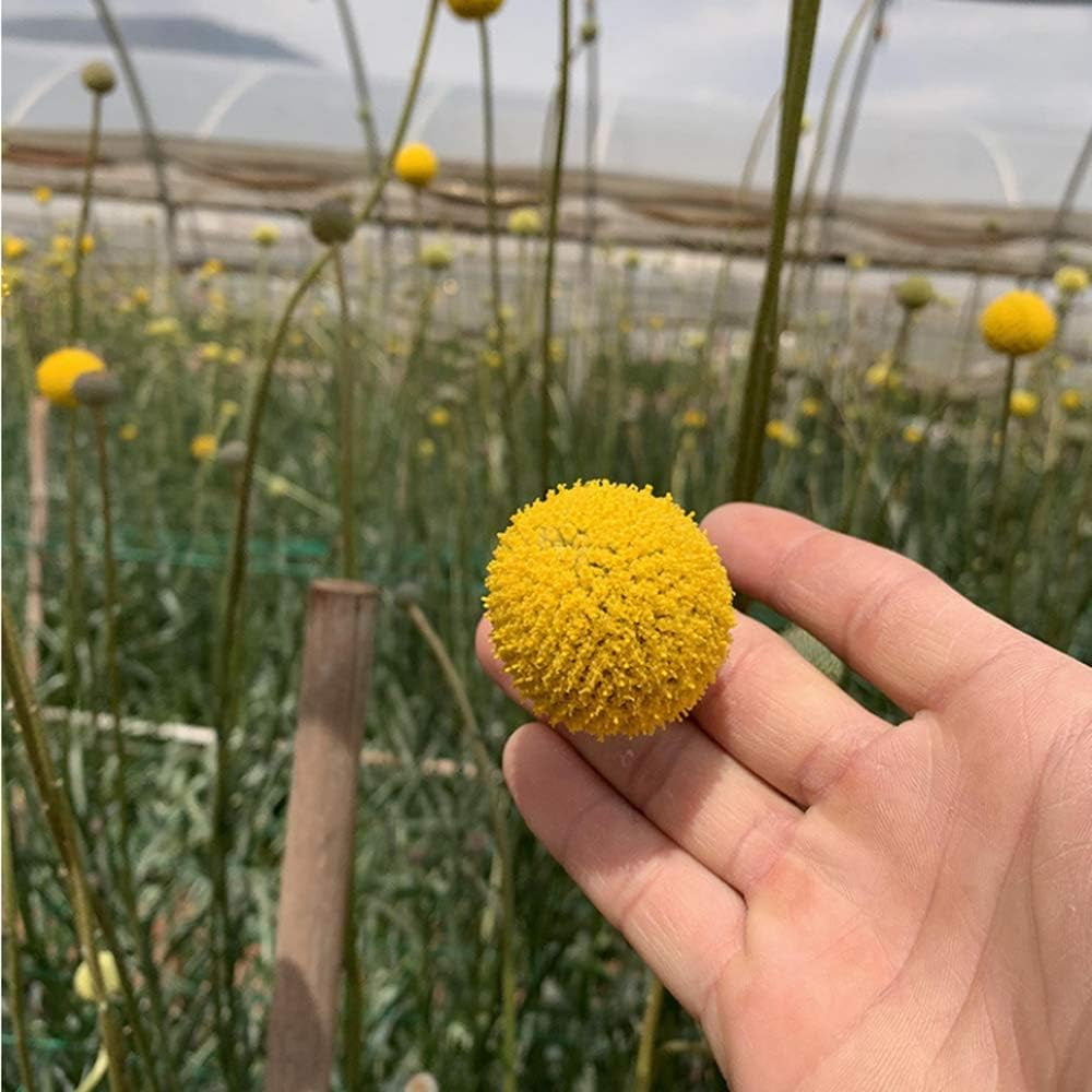0 Stems Natural Craspedia Dried FlowersYellow Billy Buttons Balls Bouquet Natural Dried Flowers Large Diameter for Home Decor Photo Props DIY Wedding Decoration