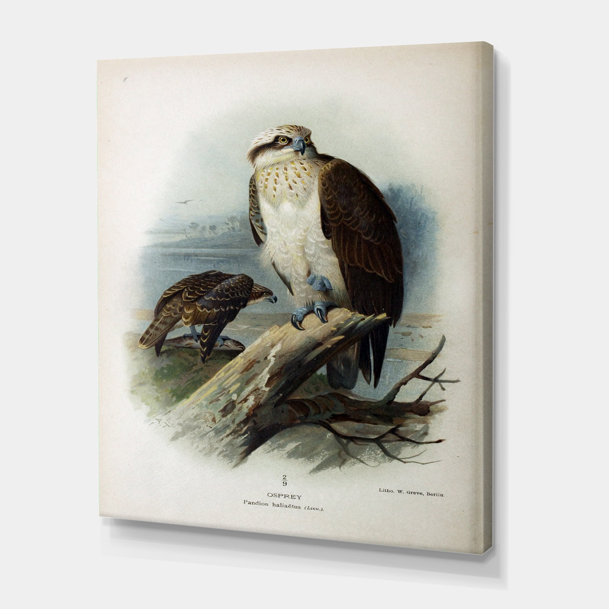 Ancient Bird Life VI 12 in x 8 in Painting Canvas Art Print, by Designart