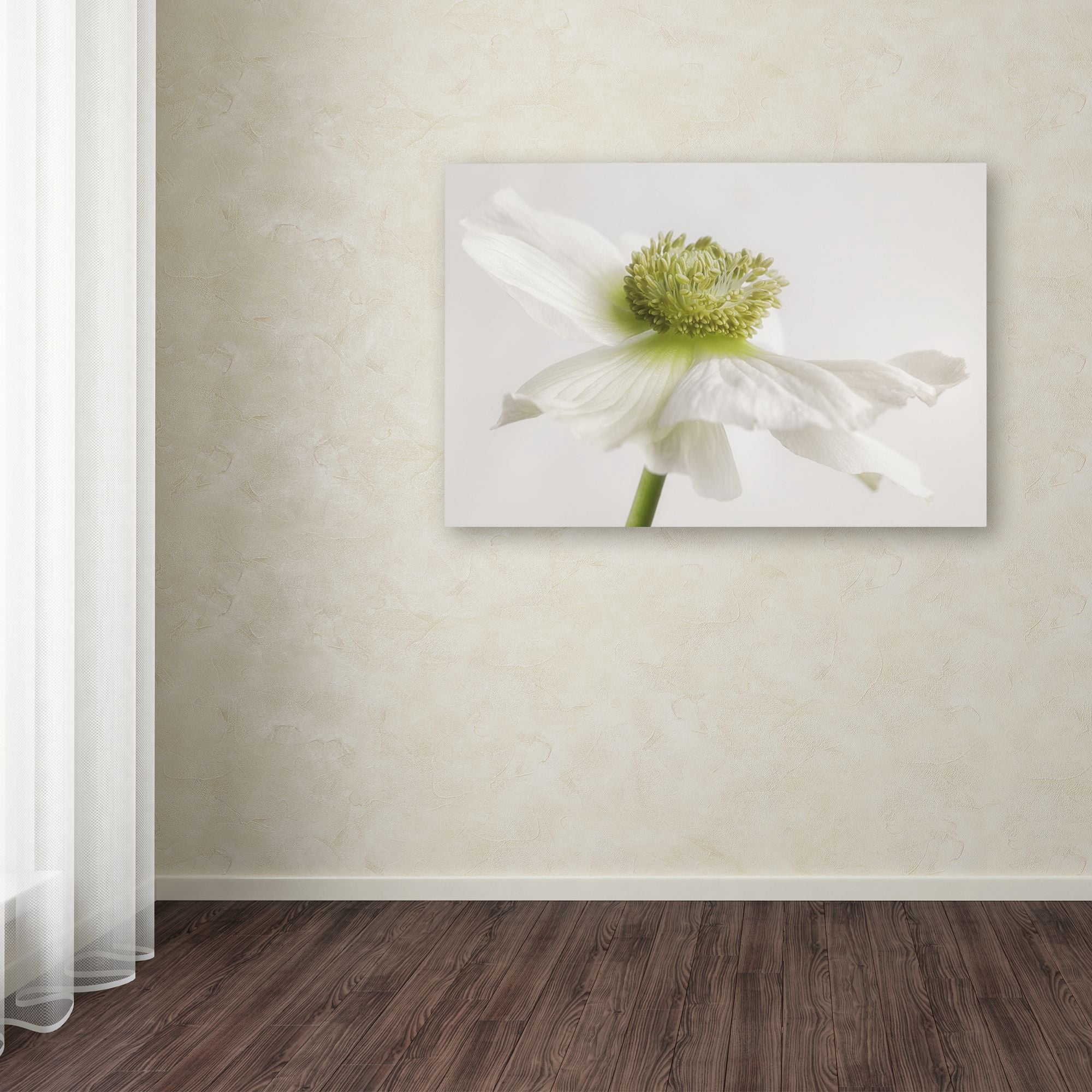 Trademark Fine Art 'White Anemone Flower' Canvas Art by Cora Niele
