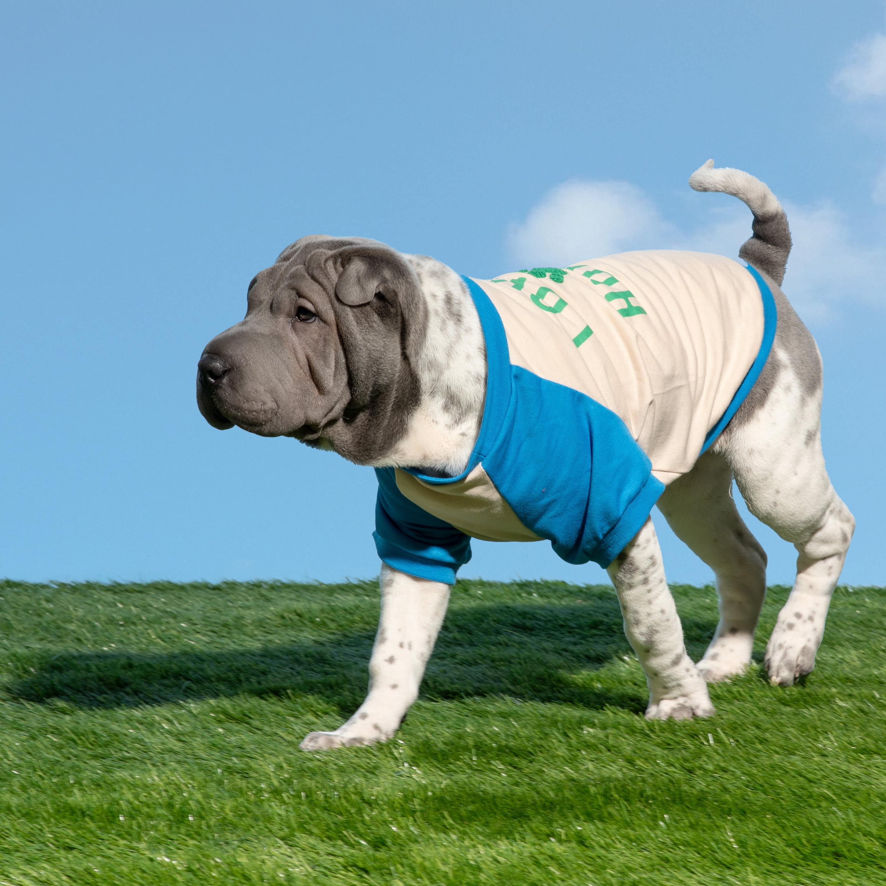 Oodles Blue Love My Human Spring Raglan Dog T-Shirt, Large