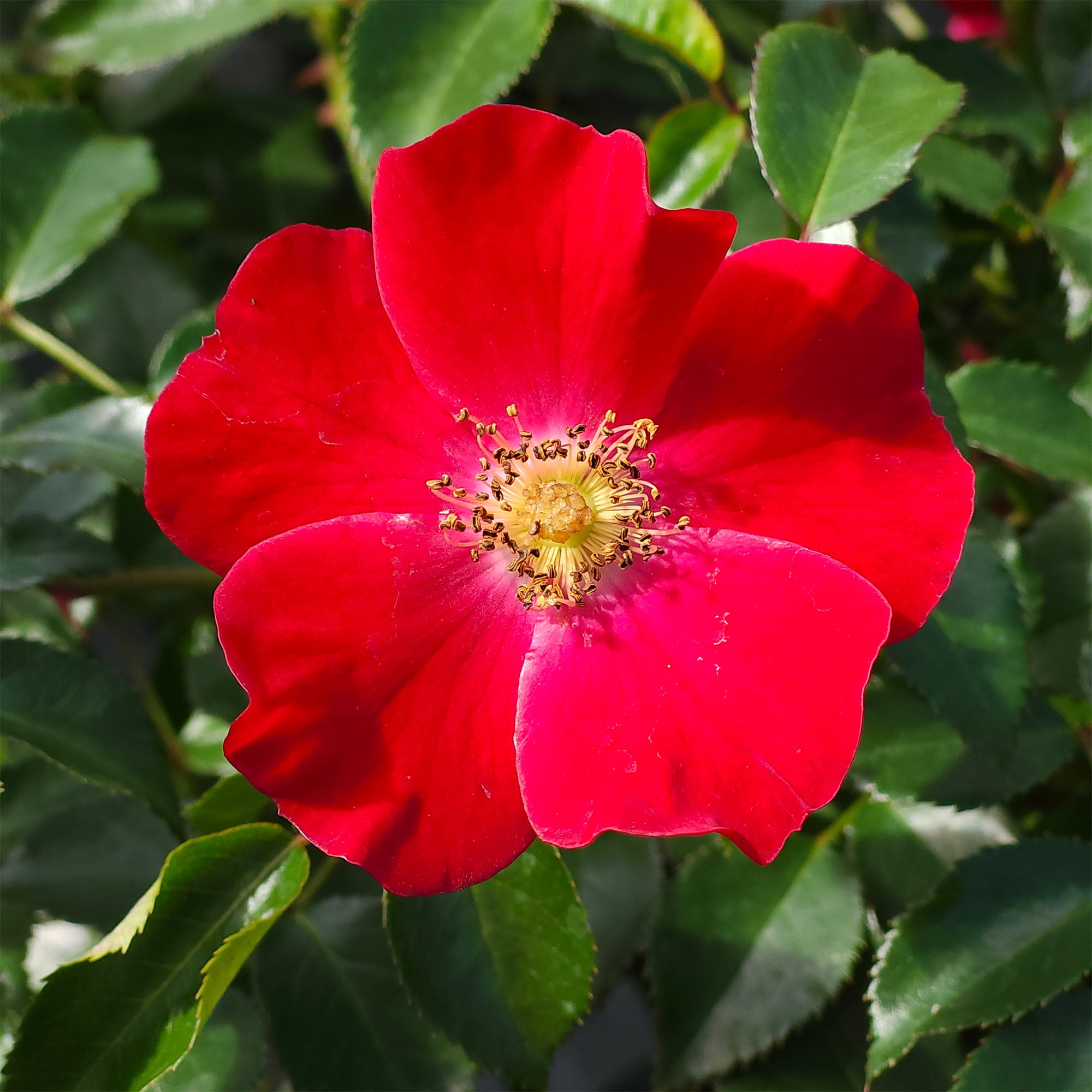 Drift Rose Scarlet Live Shrub (2 Gallon)