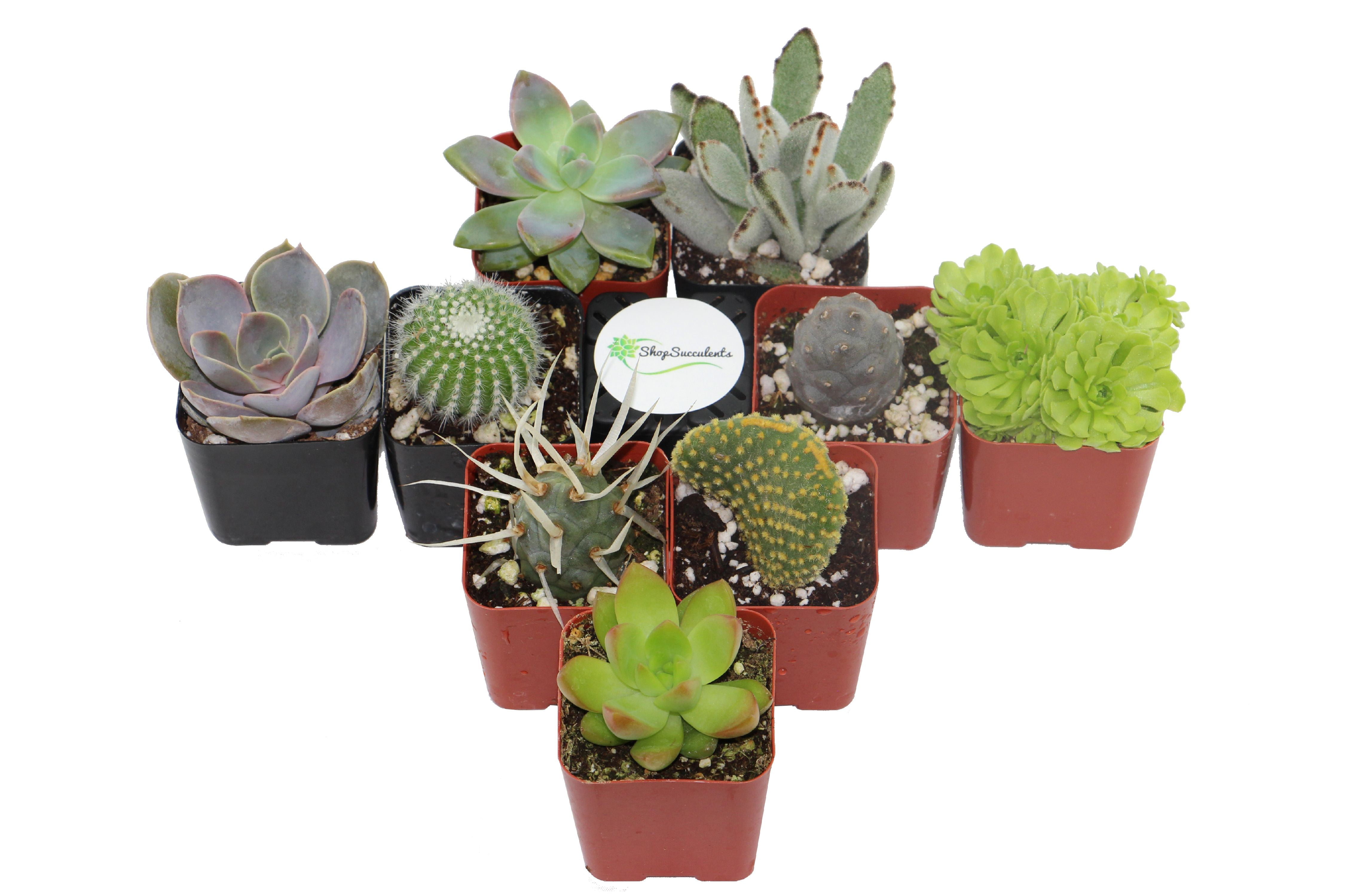 Home Botanicals Cactus and Succulent (Collection of 9)