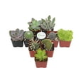 thumbnail image 4 of Home Botanicals Cactus and Succulent (Collection of 9), 4 of 5