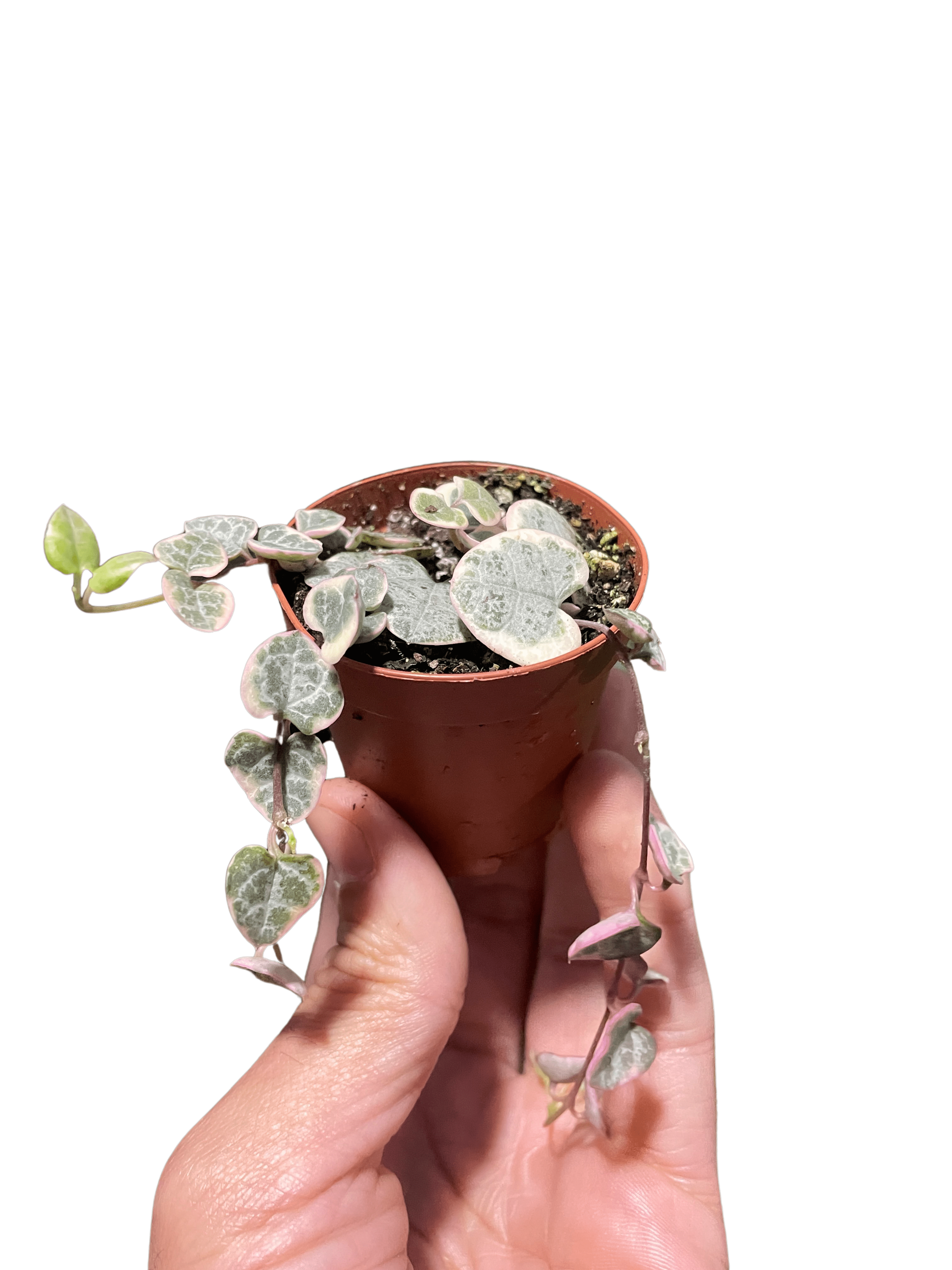 Variegated String of Hearts Succulent - Live Air-Purifying Indoor Plant in Nursery Pot – Easy Care, Low Maintenance Houseplant for Home & Office Decor, Natural Air Cleaner, Best for Beginners (4"Pot)