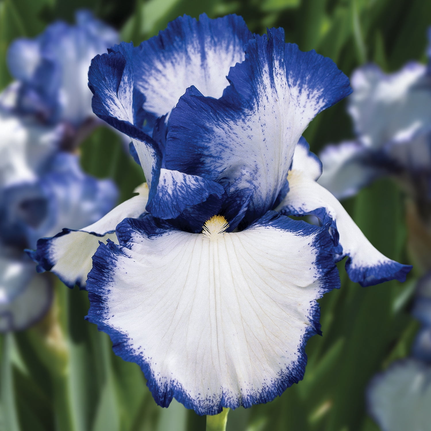 Expert Gardener Bearded Iris Presbys Crown Jewel Plant Bulbs (1 Dormant Bulb)