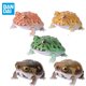 thumbnail image 2 of Figura original de Bandai Gashapon, organismo, libro ilustrado, rana cornuda, Breviceps Adspersus, juguetes para niños, regalo, modelo coleccionable, 2 of 5