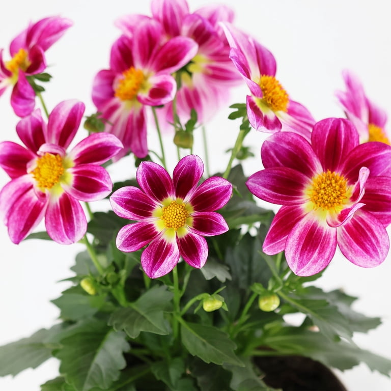 Better Homes & Gardens 14