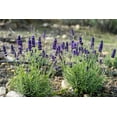 thumbnail image 3 of Plant Good Seed Ivan's Pride Lavender Seeds for Planting: Perennial Container Plant, 50 Seed Packet, 3 of 11