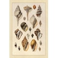 thumbnail image 2 of Sowerby, G.B. 11x14 Black Ornate Wood Framed with Double Matting Museum Art Print Titled - Shells: Sessile Cirripedes #3, 2 of 4