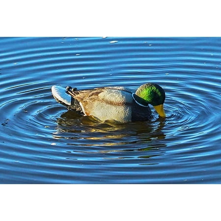 Mojo Outdoors Rippler Floating Motion Mallard Drake Duck Decoy HW2443 2.5 Pounds