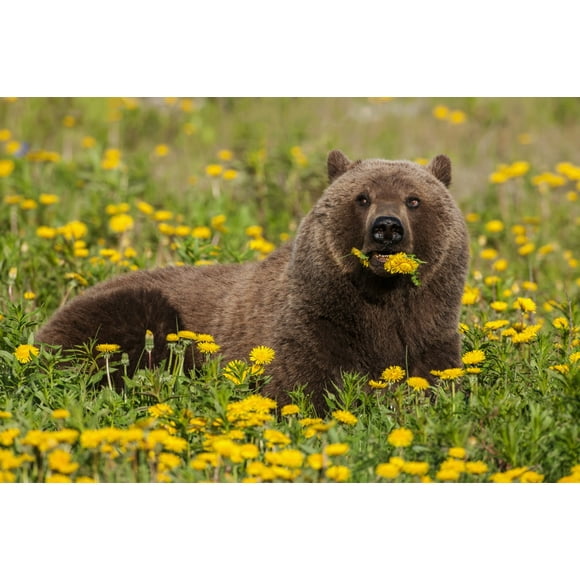 A Brown bear forages on dandelions, Tatshenshini-Alsek Park, accessible from the Haines to Haines Junction section of the Alaska Highway, Summer, Yukon, Canada. Poster Print (38 x 24)