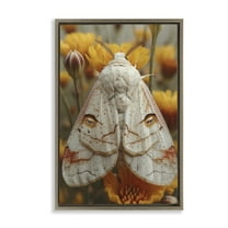 Stupell Industries Delicate Luna Moth Animals & Insects Painting Brown Floater Framed Canvas Art Print Wall Art, 17 x 25