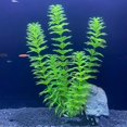 thumbnail image 1 of Fish Tank Simulation of Aquatic Plants, 1 of 1
