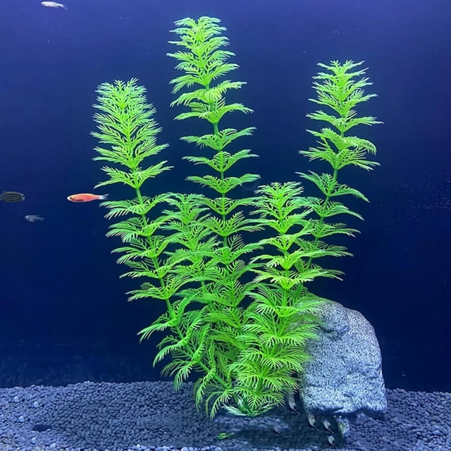 Fish Tank Simulation of Aquatic Plants