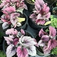 thumbnail image 2 of Rex Begonia Plant, (Begonia rex 'Flamenco') 2.5 inch Pot -Silvery and Magenta Leaves - Striking House Plant, 2 of 3