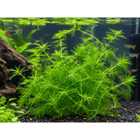 Live Guppy Grass Aquarium Plant Fast Growing Shrimp Fry beginner plant 4oz