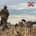 thumbnail image 6 of Avian X AXP Honkers Fusion Canada Goose Decoy Feeder Bodies, Set of 18, 6 of 11