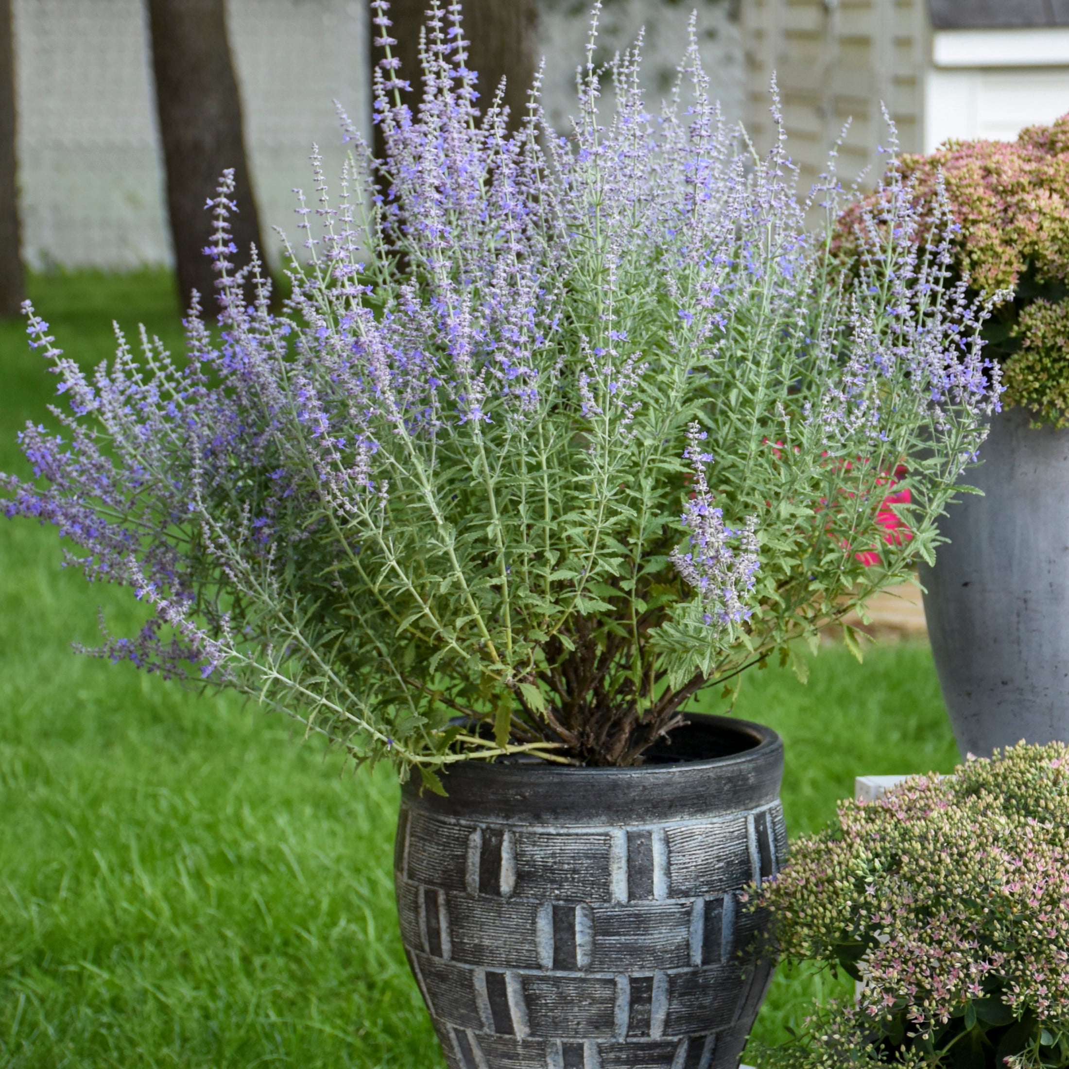 Proven Winners 6" Blue 'Denim 'n Lace' Russian Sage Live Plant in 6.5" Pot