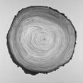 thumbnail image 2 of Atelier B Art Studio 12x12 White Modern Wood Framed Museum Art Print Titled - Grayscale Round Shaped Tree Slab, 2 of 4